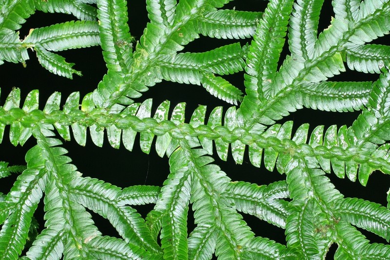 Selaginella wolfii