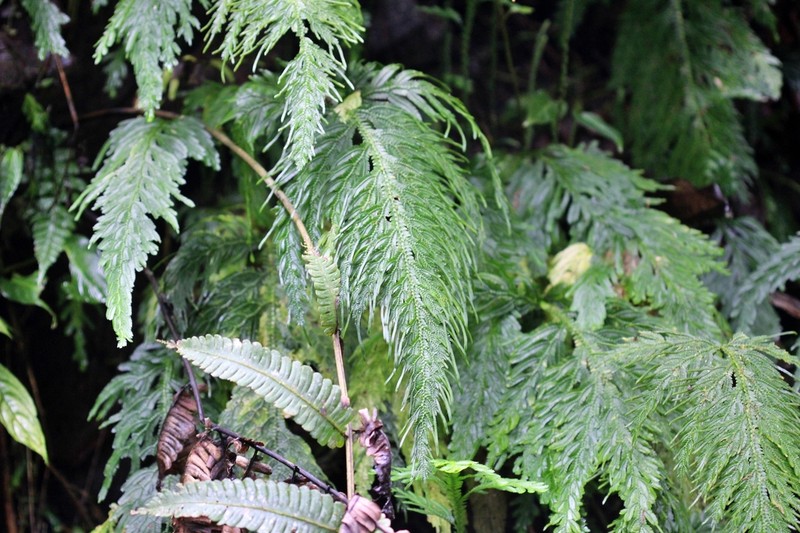 Selaginella wolfii photo 2