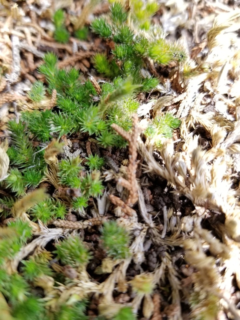 Wright's Spikemoss
