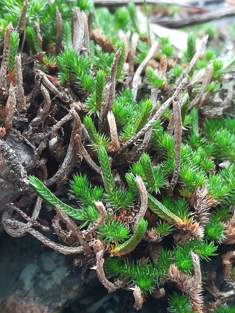 Wright's Spikemoss photo 2