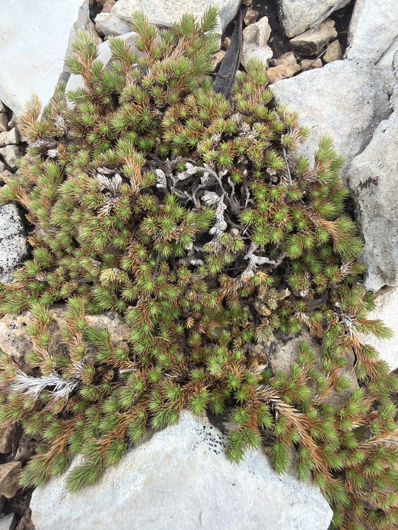 Wright's Spikemoss photo 4