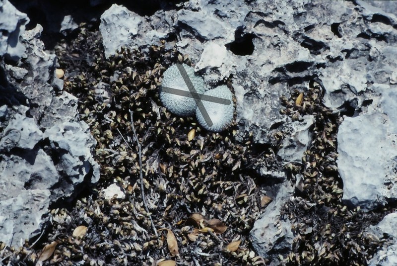 Wright's Spikemoss photo 5