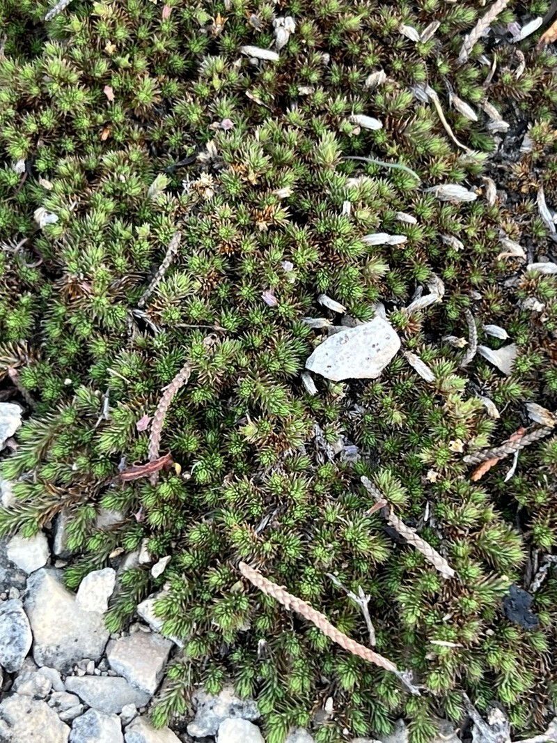 Wright's Spikemoss photo 6