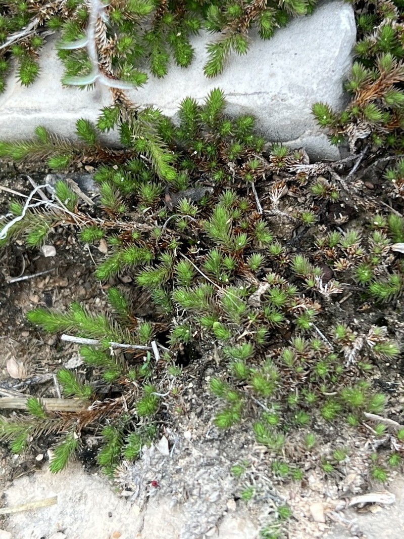 Wright's Spikemoss photo 7