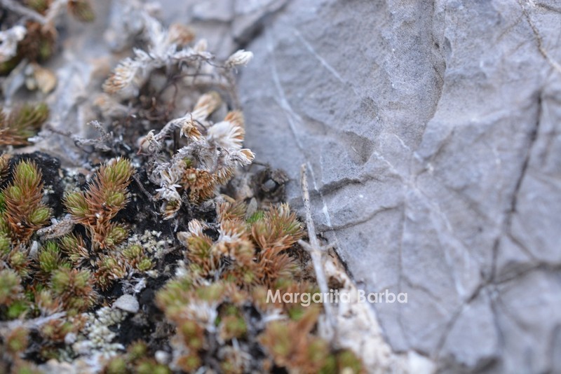 Wright's Spikemoss photo 8