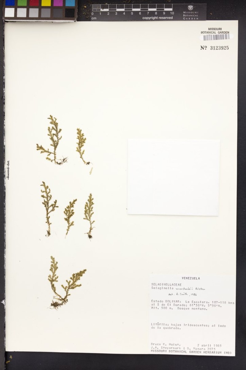 Selaginella wurdackii photo 2