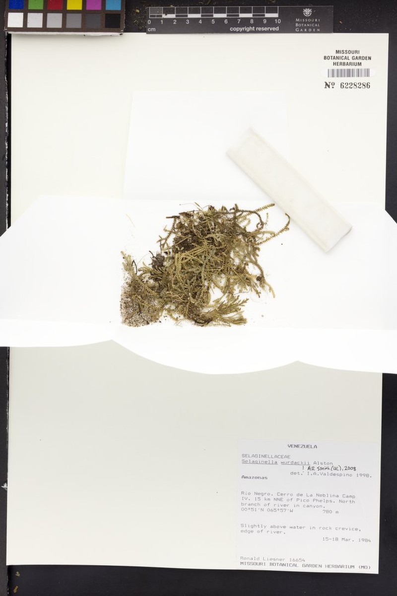 Selaginella wurdackii photo 3