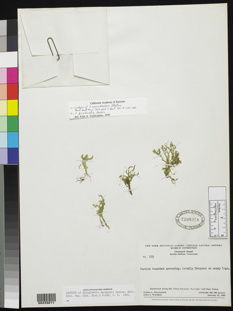 Selaginella wurdackii