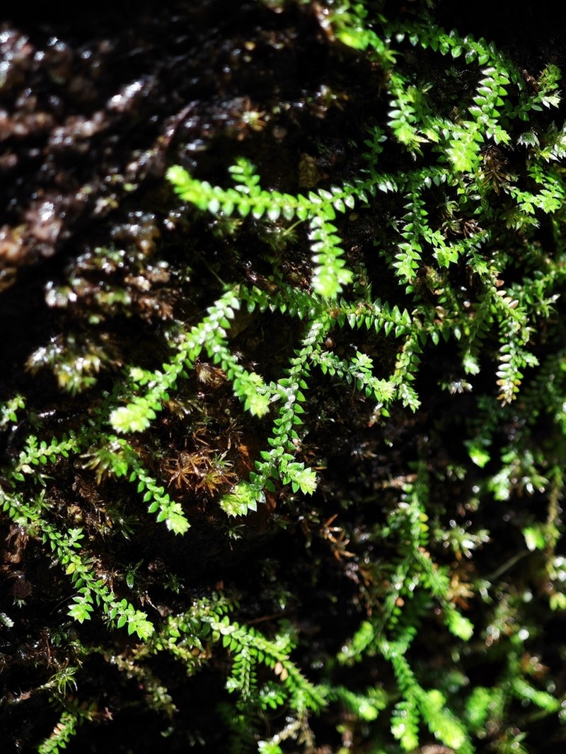 Selaginella wuyishanensis