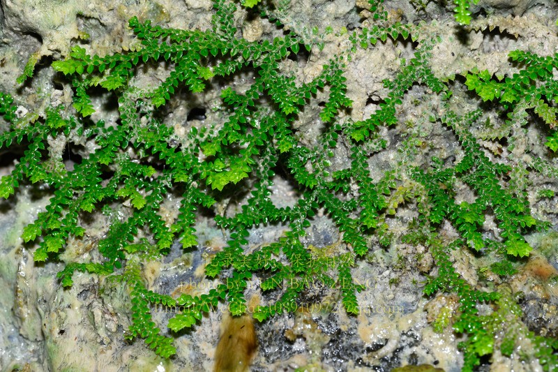 Selaginella wuyishanensis photo 2