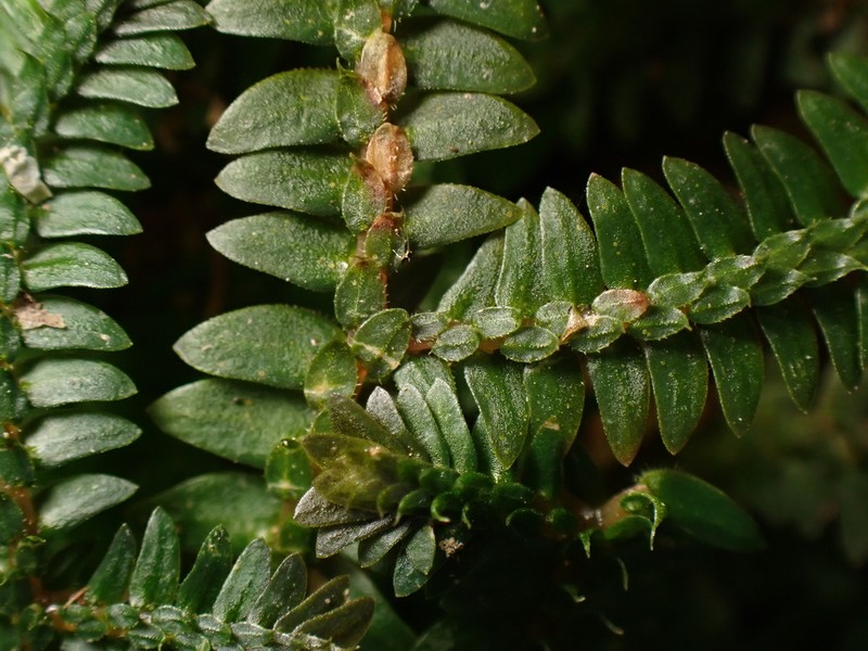 Selaginella xipholepis