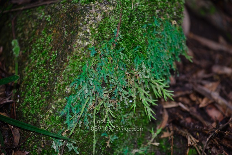 Selaginella xipholepis photo 2