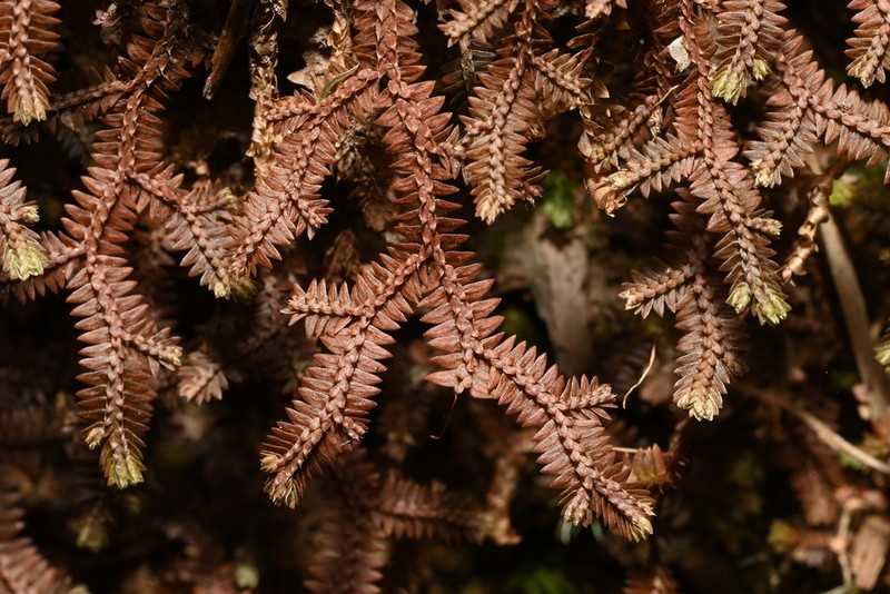 Selaginella xipholepis photo 3