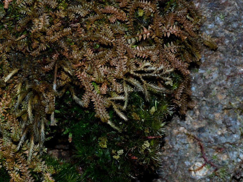 Selaginella xipholepis photo 4