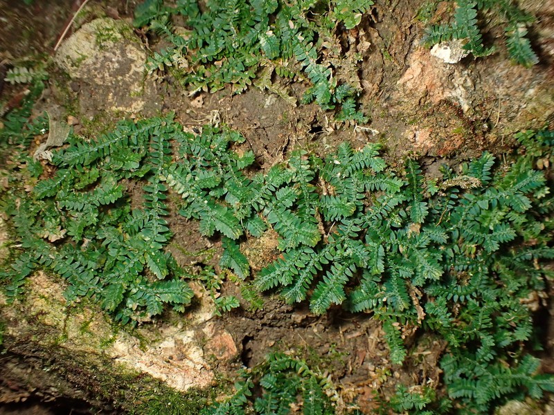 Selaginella xipholepis photo 5