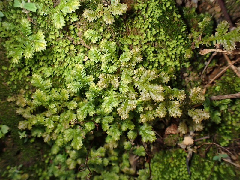 Selaginella xipholepis photo 6