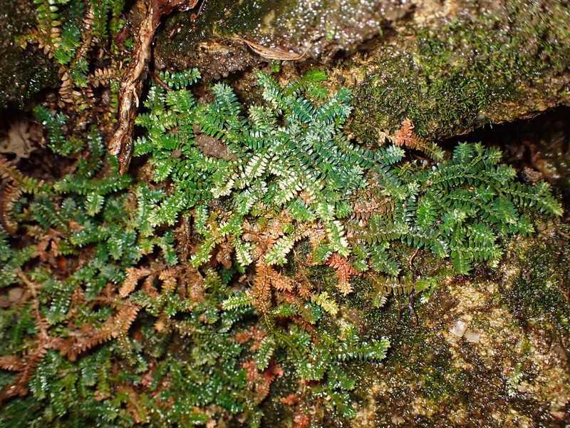 Selaginella xipholepis photo 7