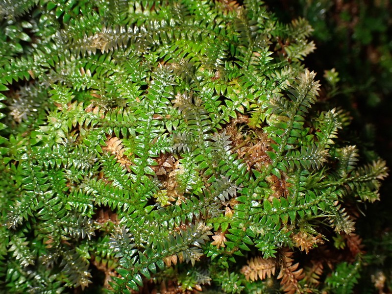 Selaginella xipholepis photo 8