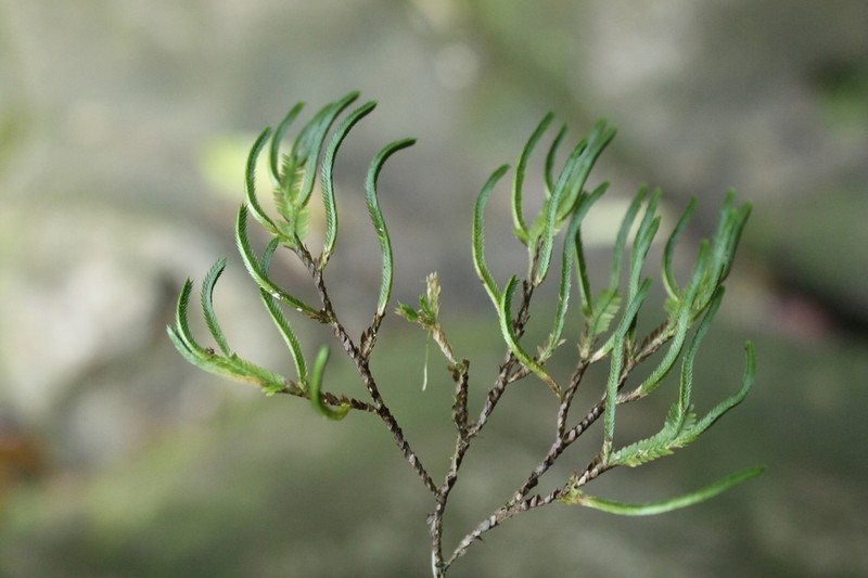 Selaginella xiphophylla photo 2