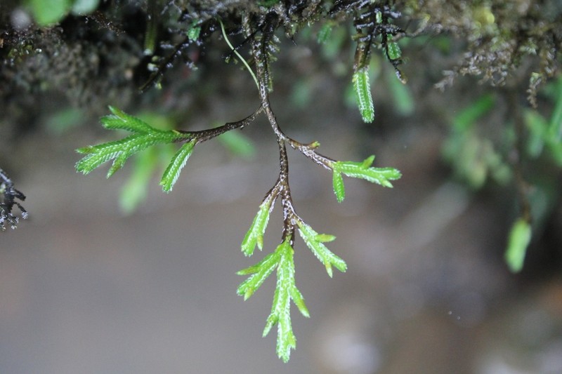 Selaginella xiphophylla photo 3