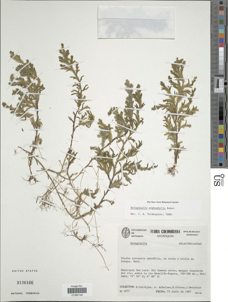 Selaginella xiphophylla photo 4