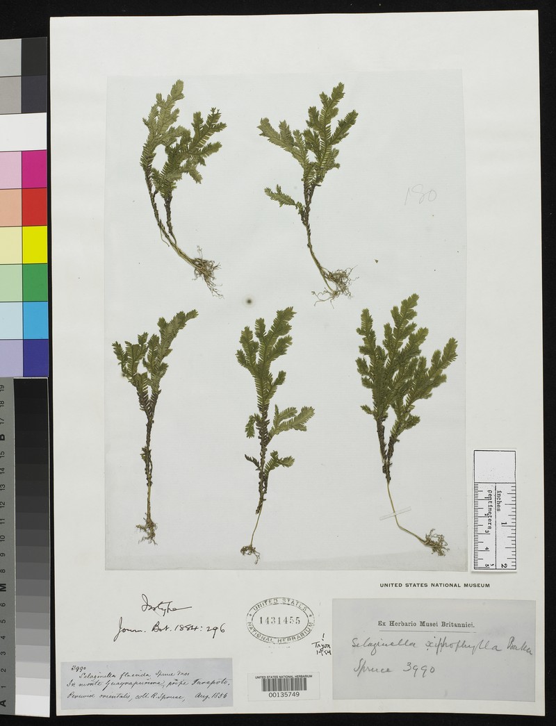 Selaginella xiphophylla
