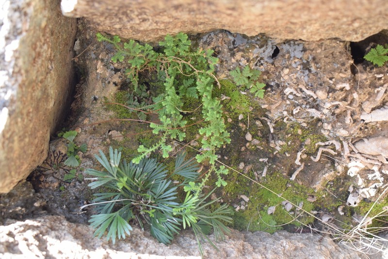 Selaginella yemensis