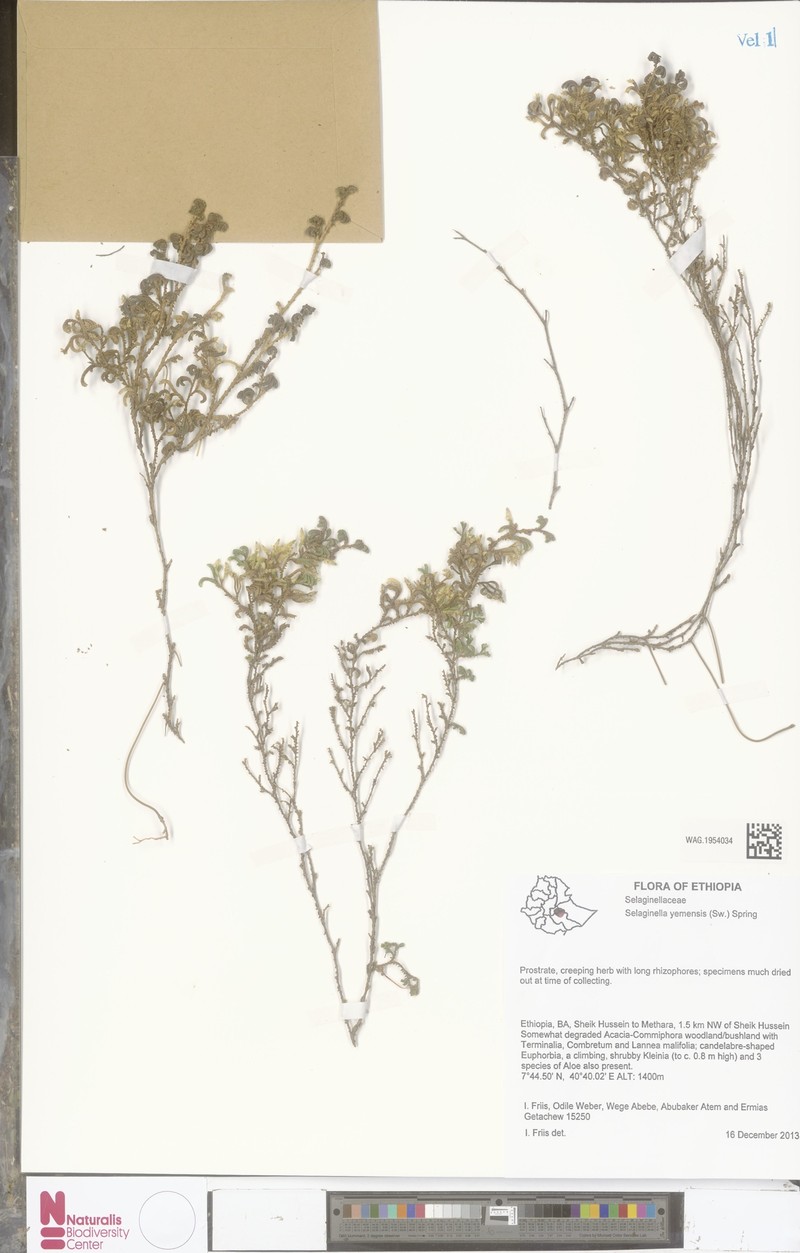 Selaginella yemensis photo 2