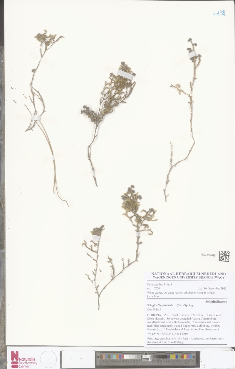 Selaginella yemensis photo 3