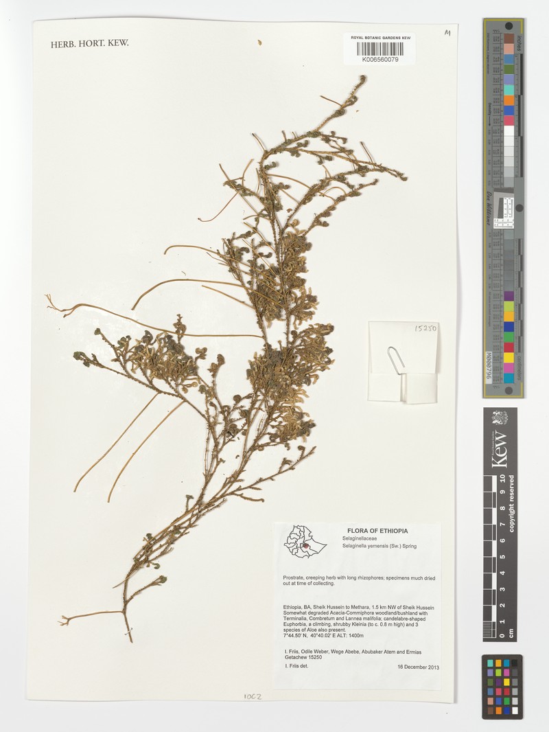 Selaginella yemensis photo 4