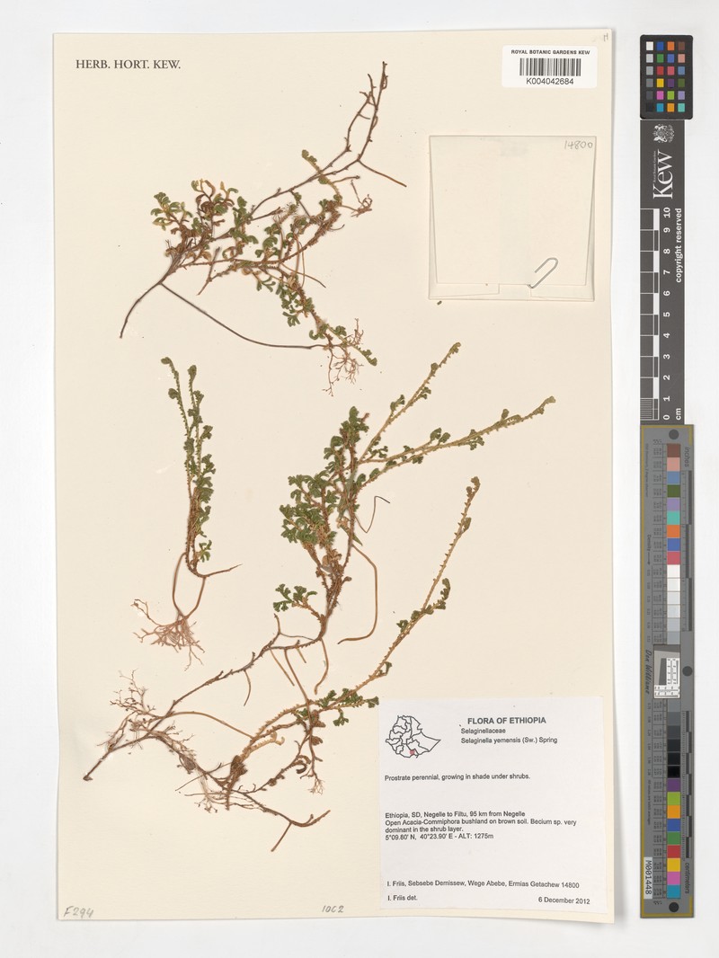 Selaginella yemensis photo 5