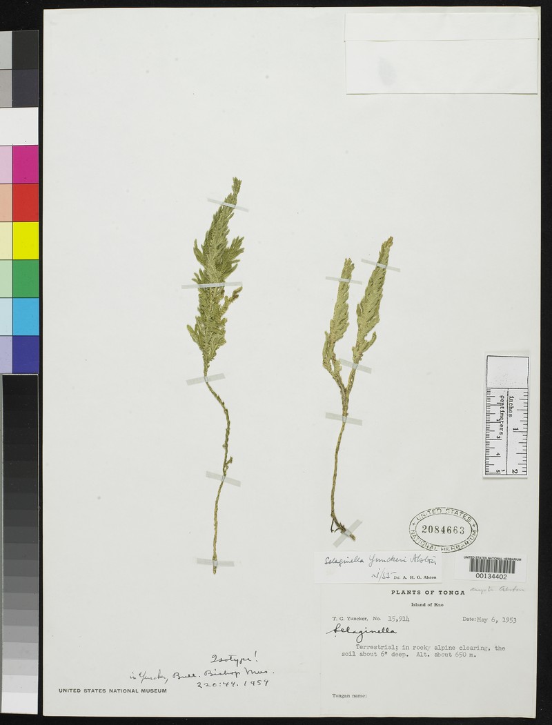 Selaginella yunckeri