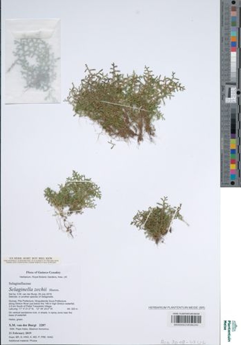 Selaginella zechii