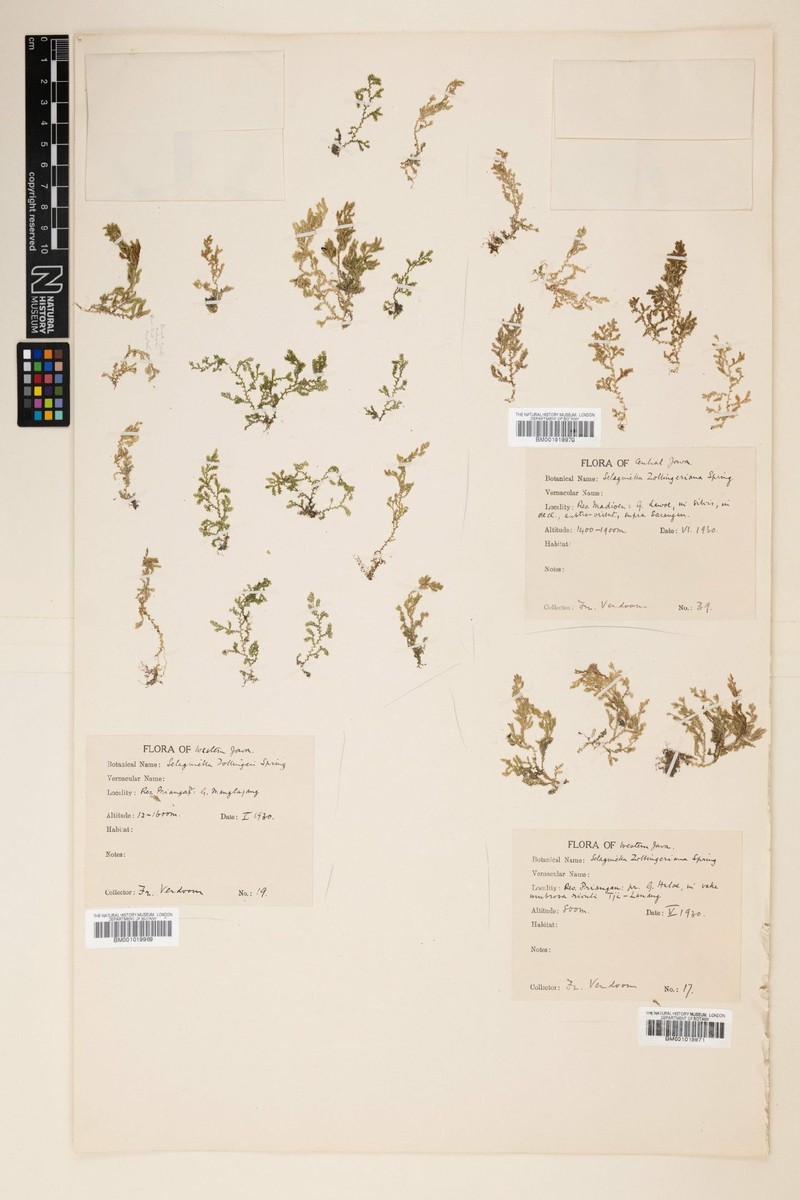 Selaginella zollingeriana