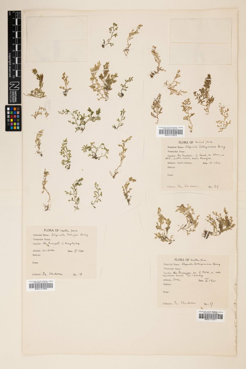 Selaginella zollingeriana photo 2
