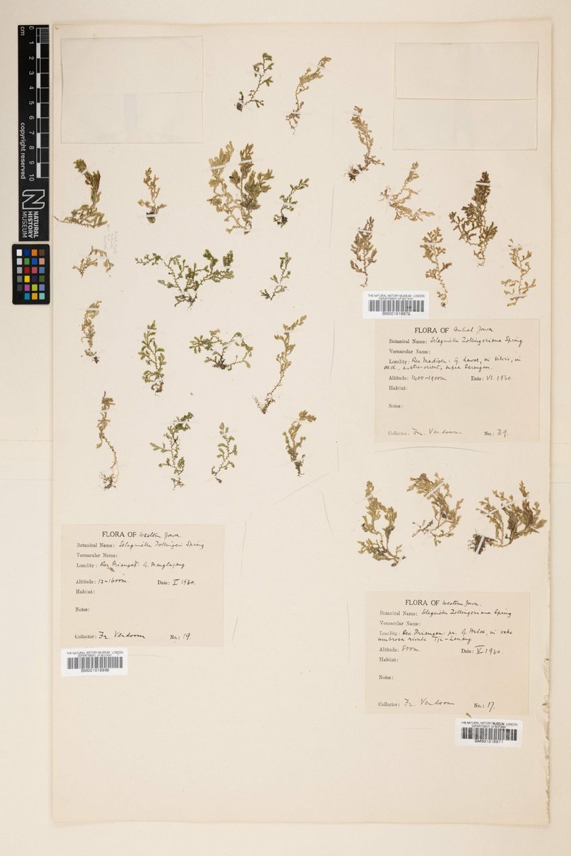 Selaginella zollingeriana photo 3