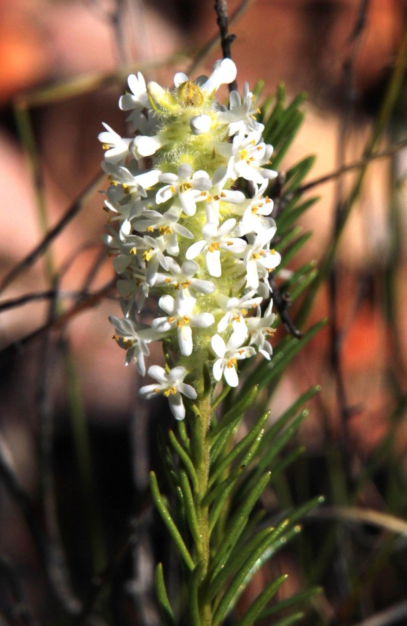 Selago glutinosa subsp. glutinosa
