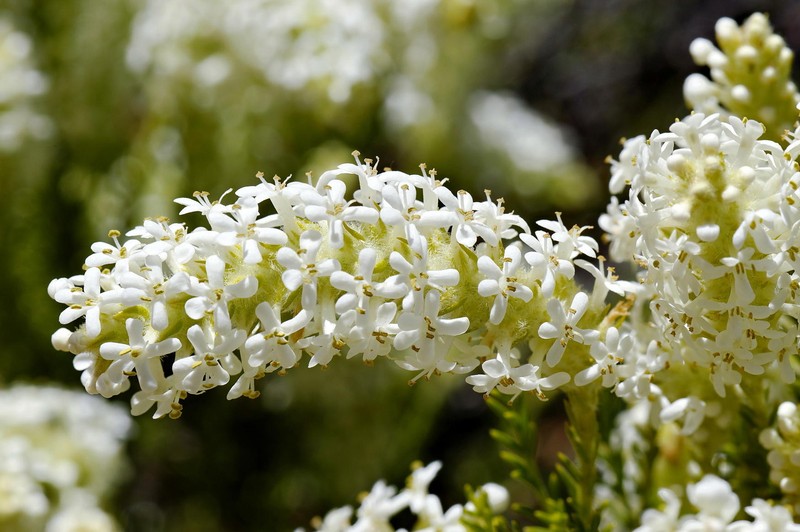 Selago glutinosa subsp. glutinosa photo 2