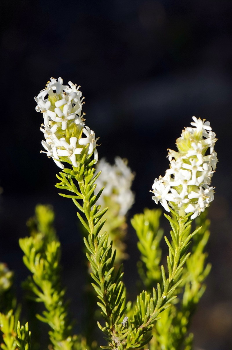 Selago glutinosa subsp. glutinosa photo 3