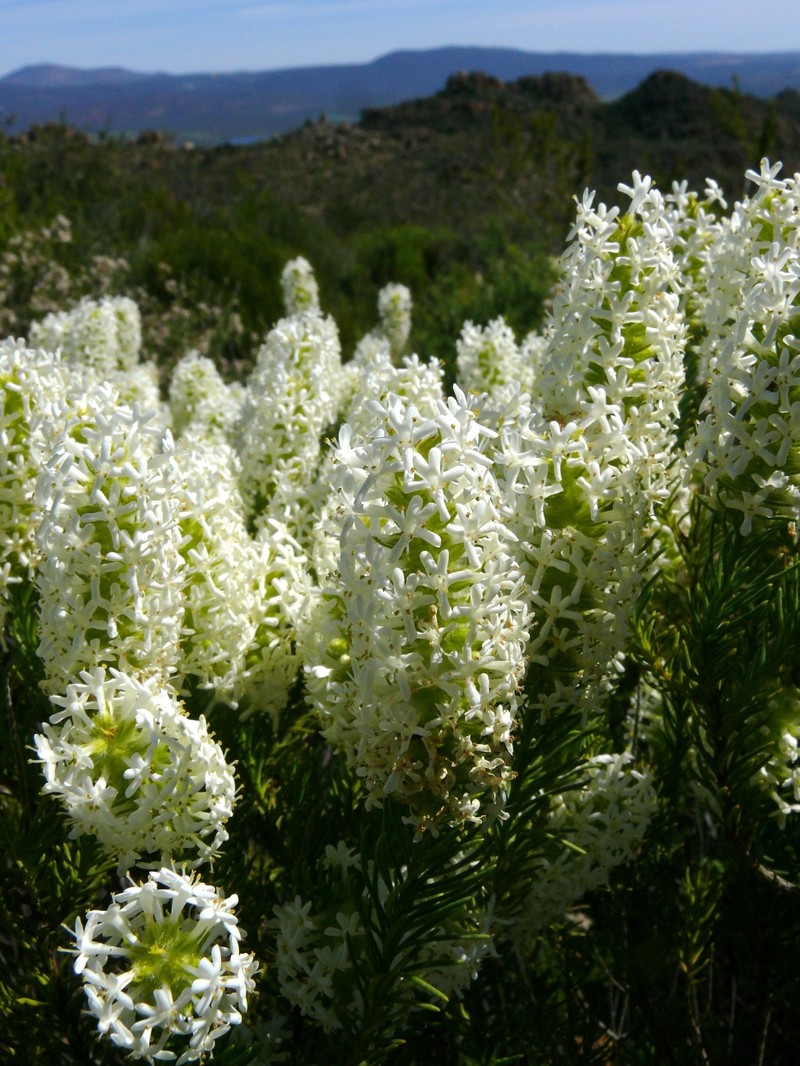 Selago glutinosa subsp. glutinosa photo 4