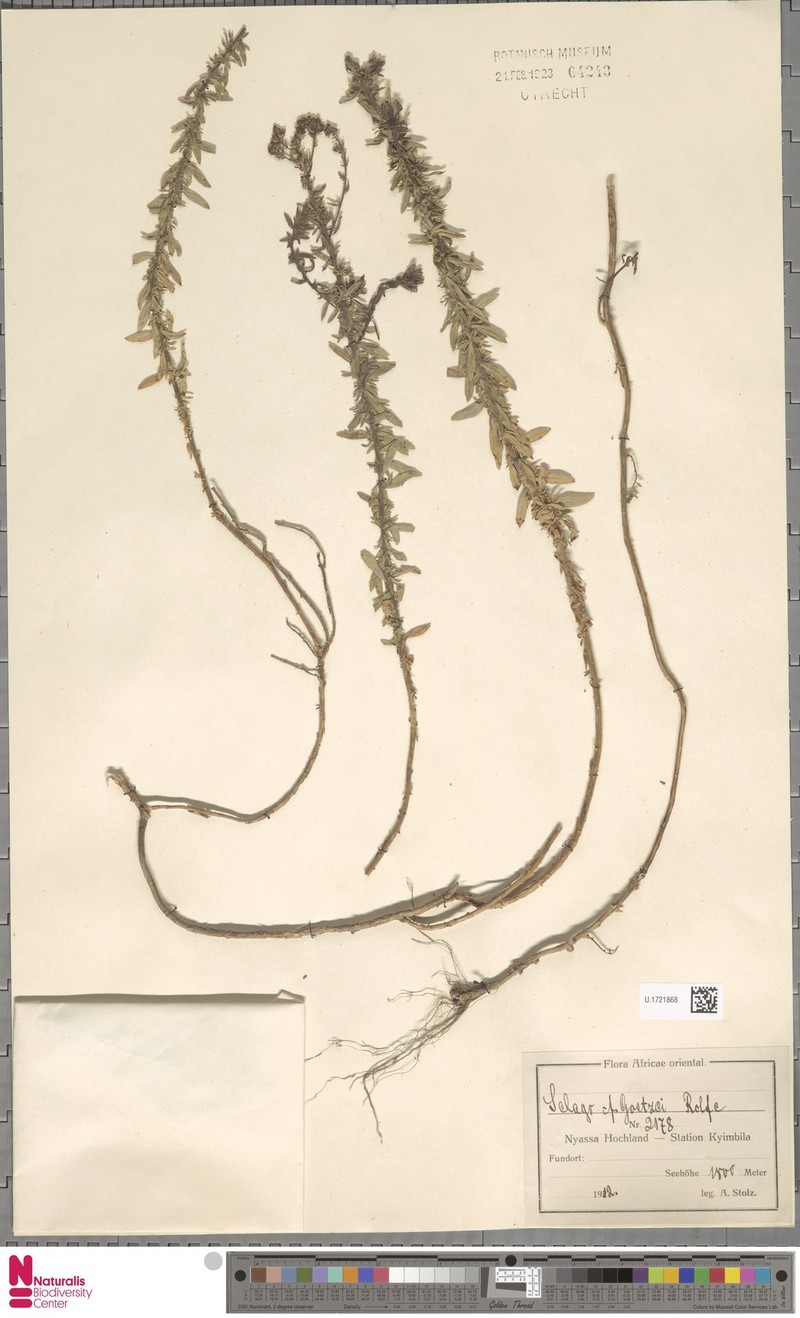 Selago goetzei subsp. goetzei photo 2