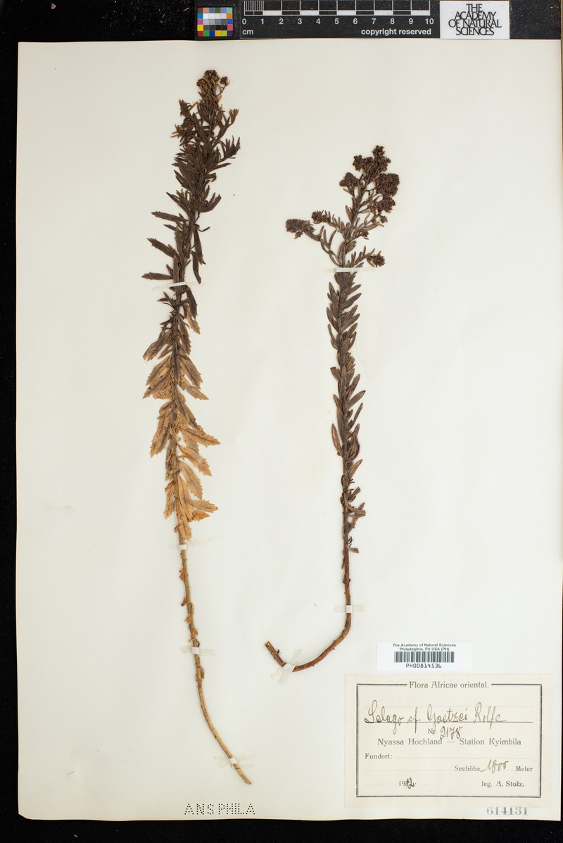 Selago goetzei subsp. goetzei photo 3