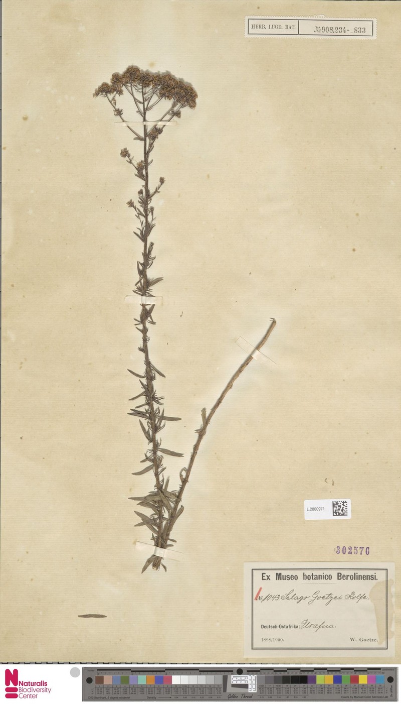 Selago goetzei subsp. goetzei photo 4