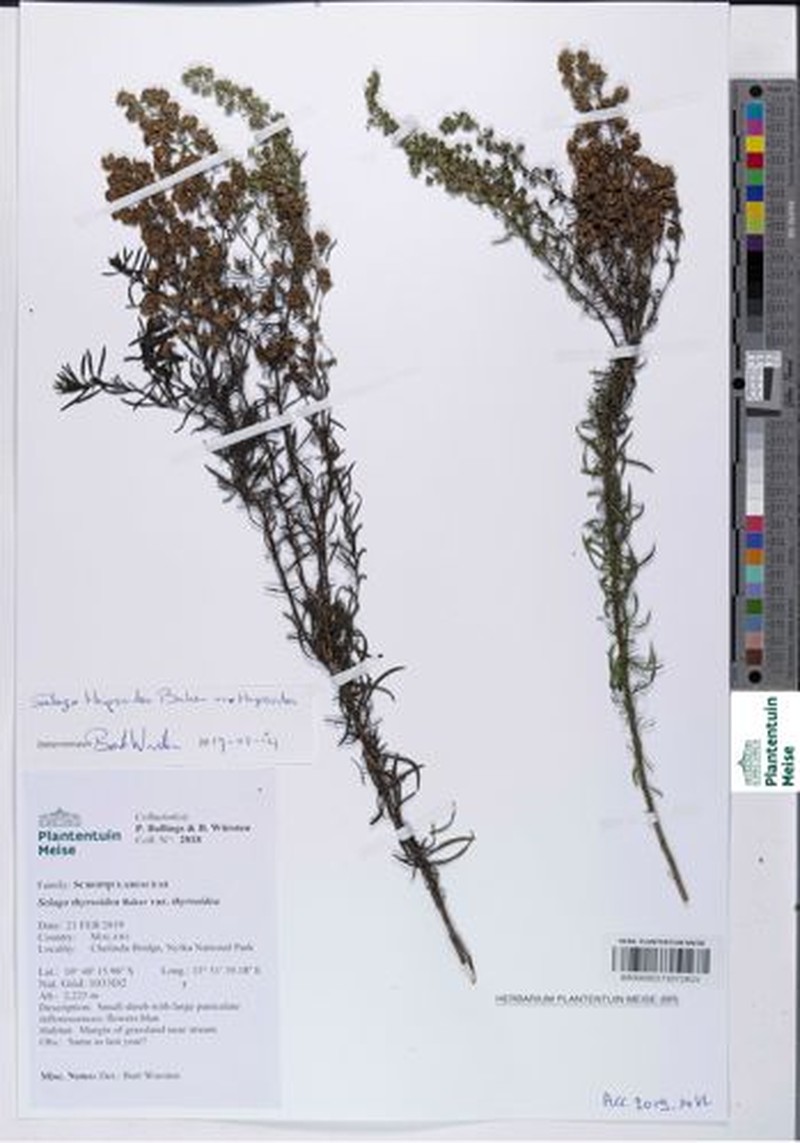 Selago thyrsoidea var. thyrsoidea