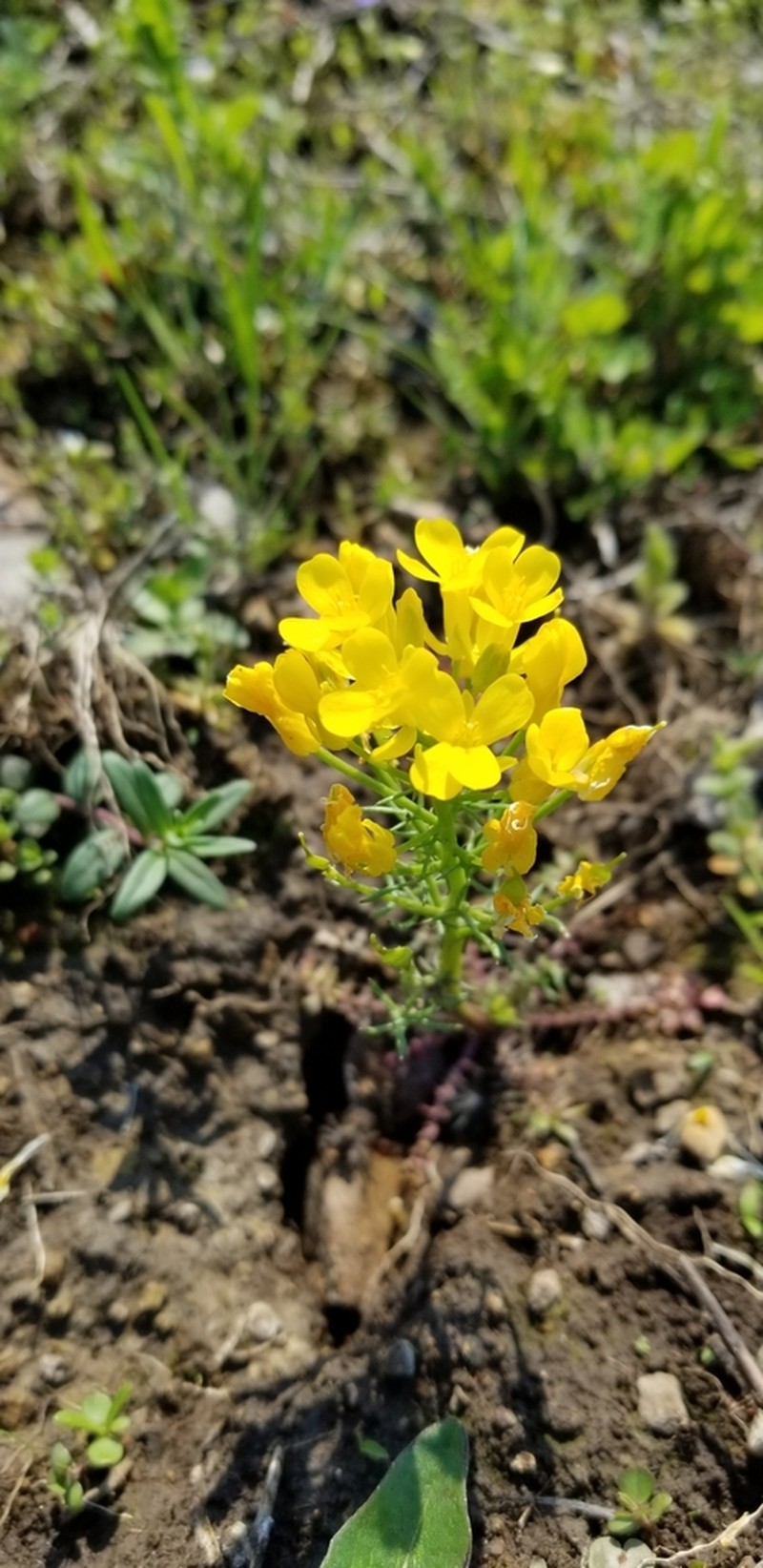 Golden Selenia photo 4