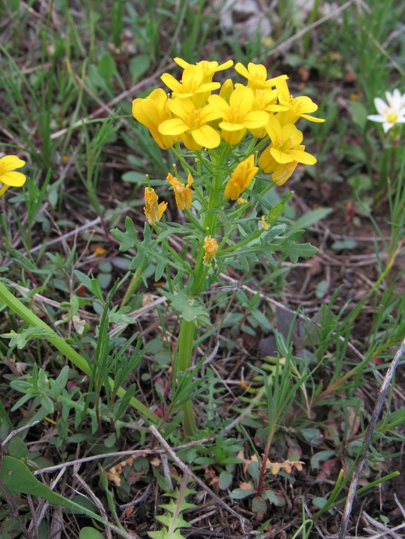 Golden Selenia photo 5
