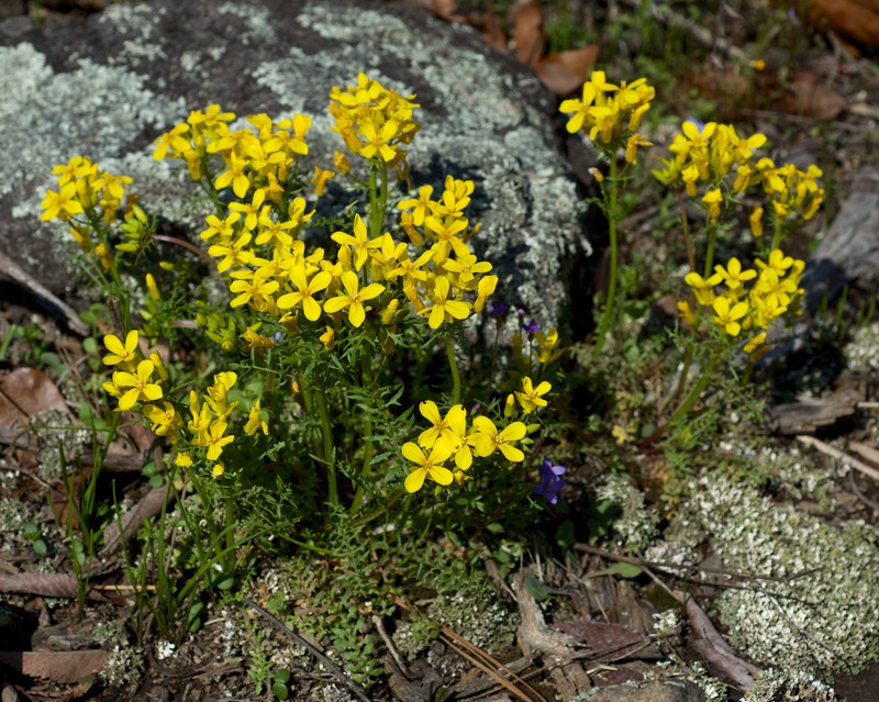 Golden Selenia