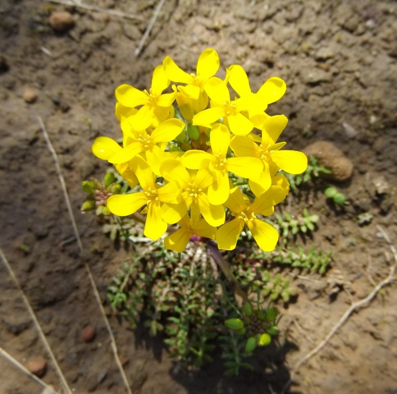 Golden Selenia photo 3