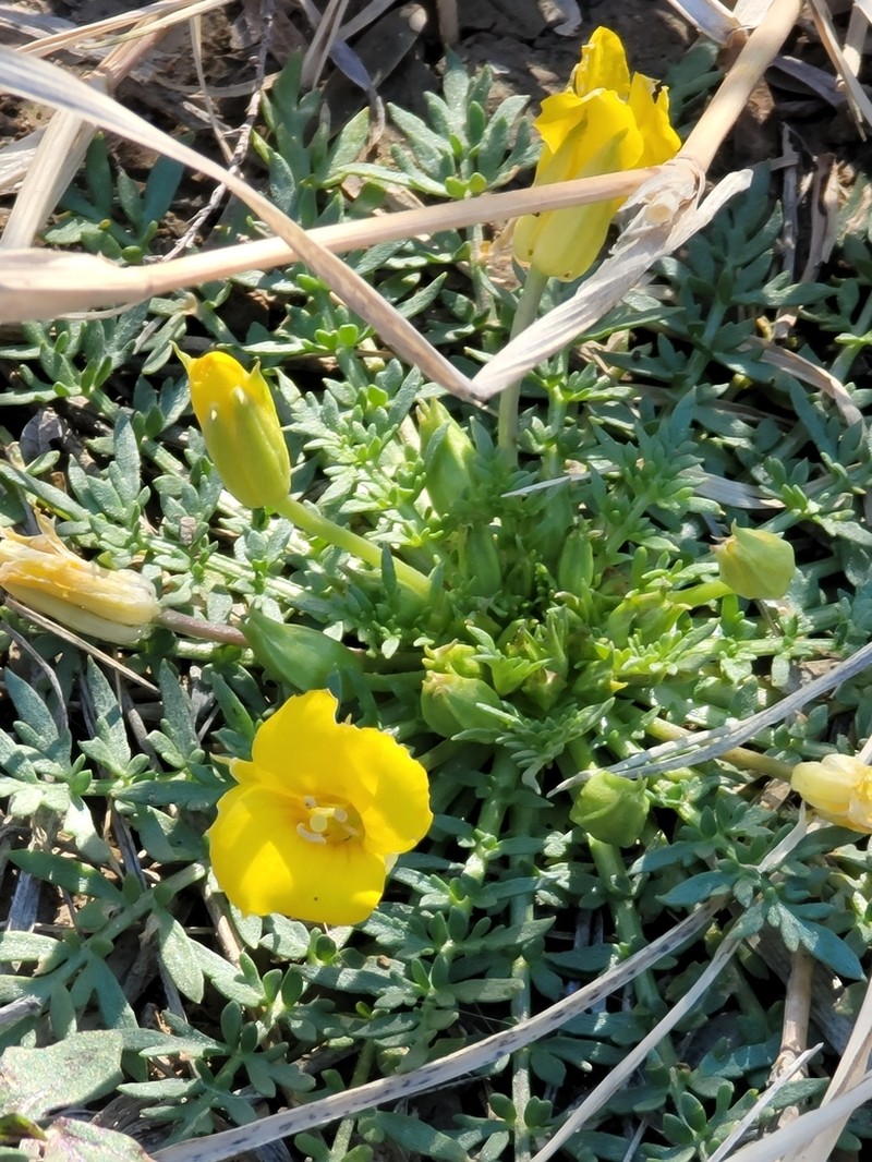 Texas Selenia