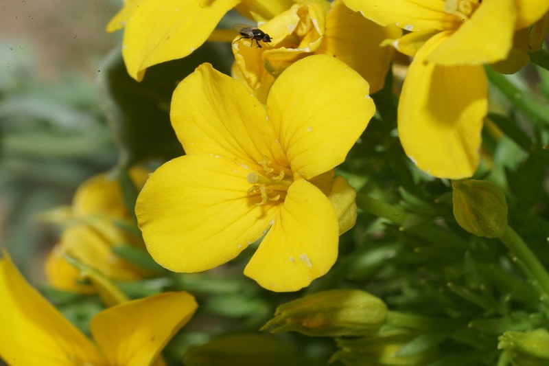 Texas Selenia photo 2